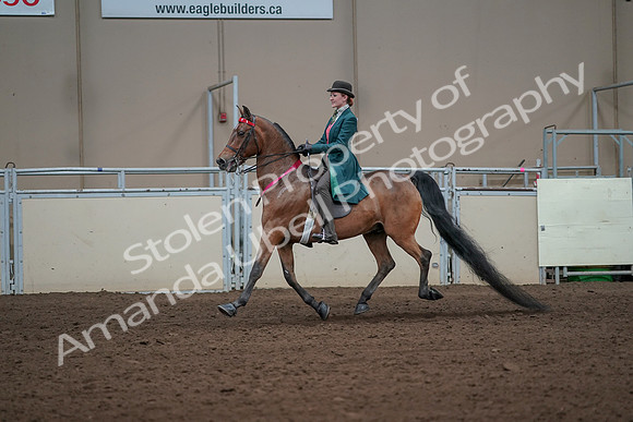 2019 Morgan Horse Show - Sept 01, 2019 - 13473
