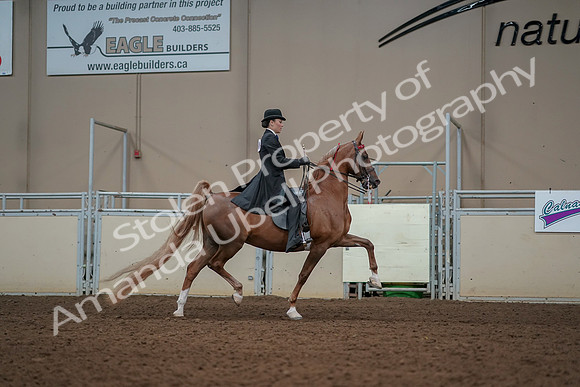 2019 Morgan Horse Show - Aug 30, 2019 - 25288