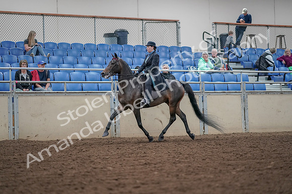 2019 Morgan Horse Show - Aug 30, 2019 - 15530