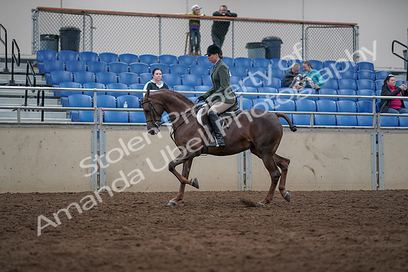 2019 Morgan Horse Show - Sept 01, 2019 - 08621