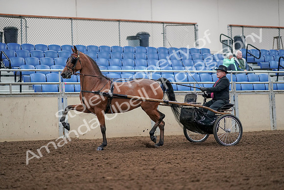 2019 Morgan Horse Show - Aug 30, 2019 - 13188