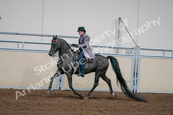 2020 - AB Morgan Horse - Sat, Sept 05 - 13713