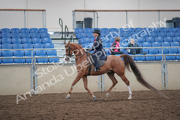 2019 Morgan Horse Show - Aug 31, 2019 - 16892