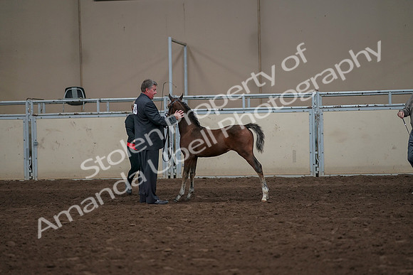 2019 Morgan Horse Show - Aug 31, 2019 - 00480