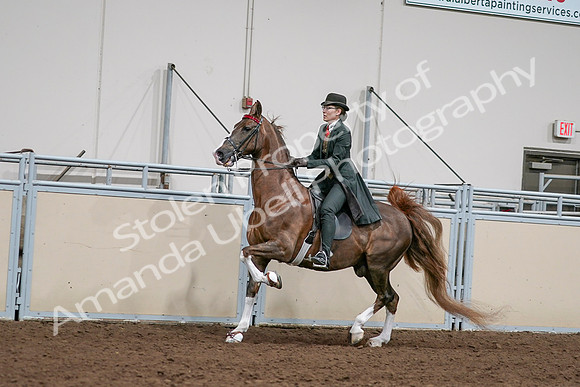 2020 - AB Morgan Horse - Sat, Sept 05 - 13038