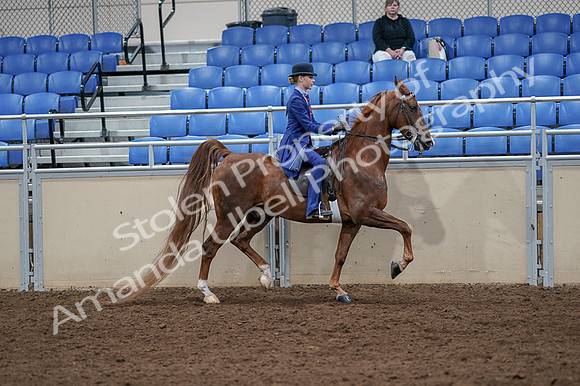 2020 - AB Morgan Horse - Fri, Sept 04 - 05258