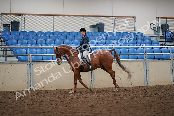2019 Morgan Horse Show - Aug 30, 2019 - 22396