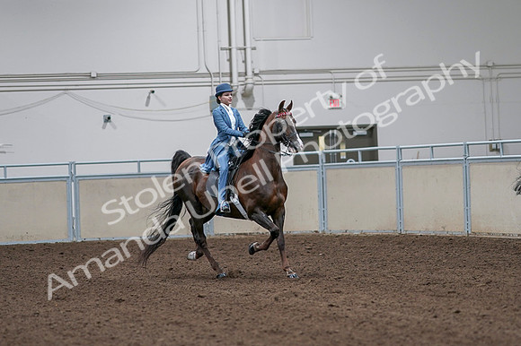 2020 - AB Morgan Horse - Fri, Sept 04 - 05028