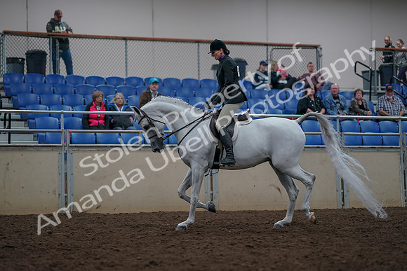 2019 Morgan Horse Show - Aug 31, 2019 - 15897