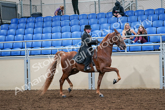 2020 - AB Morgan Horse - Sat, Sept 05 - 08259