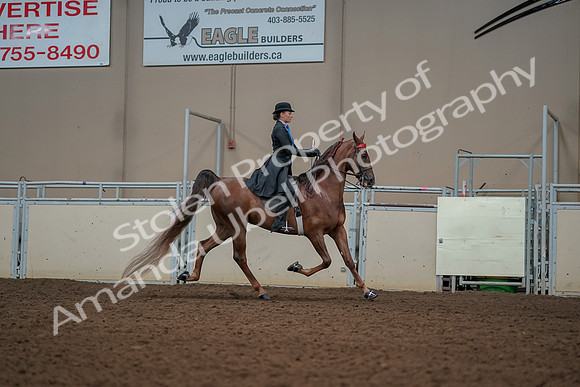 2019 Morgan Horse Show - Aug 30, 2019 - 25234