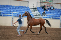 2020 - AB Morgan Horse - Sat, Sept 05 - 00535