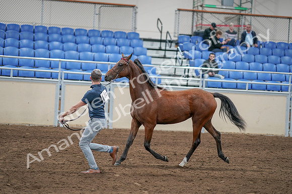 2020 - AB Morgan Horse - Sat, Sept 05 - 00535