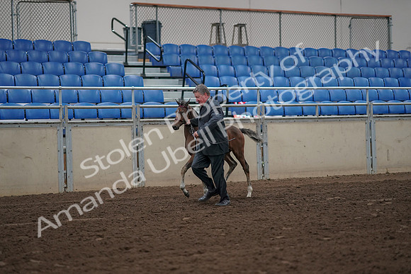 2019 Morgan Horse Show - Aug 31, 2019 - 00369