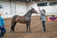 2020 - AB Morgan Horse - Sat, Sept 05 - 00149