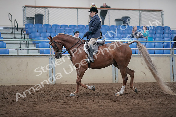 2019 Morgan Horse Show - Sept 01, 2019 - 08603