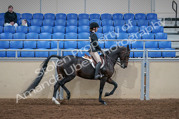 2020 - AB Morgan Horse - Fri, Sept 04 - 06050