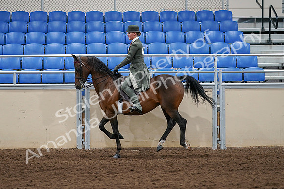 2020 - AB Morgan Horse - Fri, Sept 04 - 03320