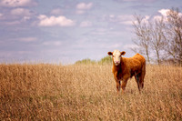 Domestic Animals - 008