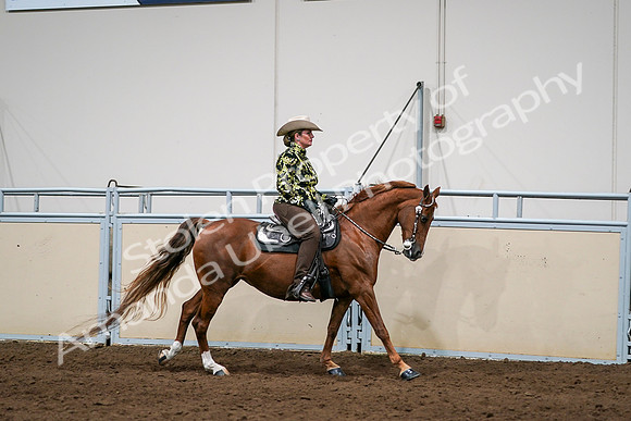 2020 - AB Morgan Horse - Sat, Sept 05 - 08931