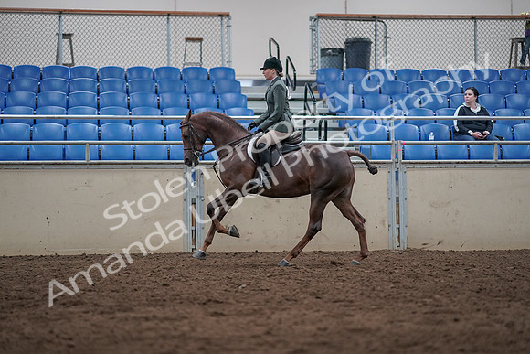 2019 Morgan Horse Show - Sept 01, 2019 - 08694