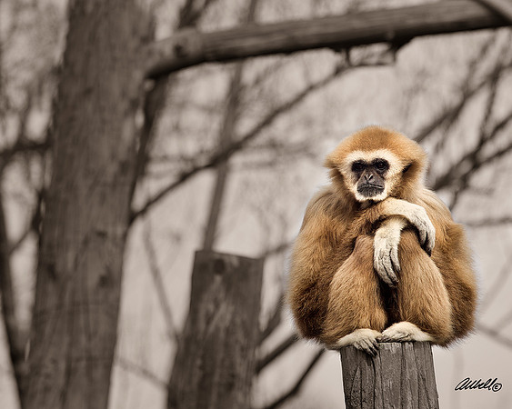 Zoo - 015