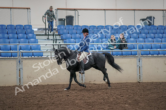 2019 Morgan Horse Show - Aug 31, 2019 - 07345