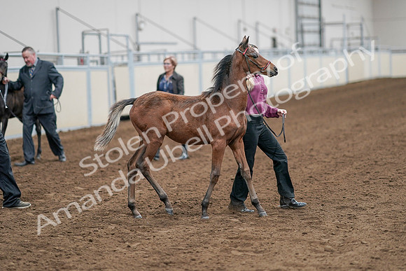 2020 - AB Morgan Horse - Sat, Sept 05 - 00505