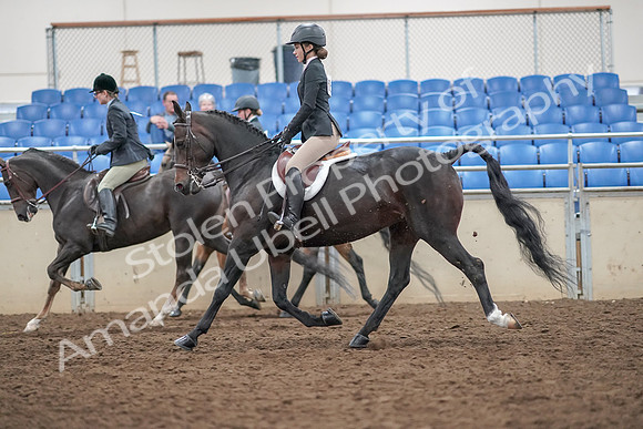 2019 Morgan Horse Show - Aug 30, 2019 - 20237