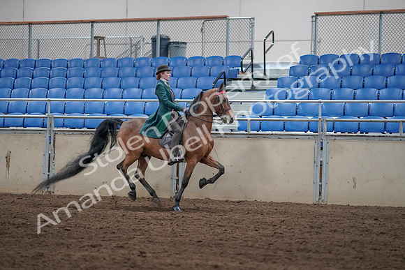 2019 Morgan Horse Show - Sept 01, 2019 - 13407