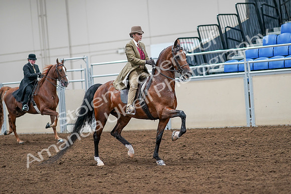 2020 - AB Morgan Horse - Sat, Sept 05 - 08231