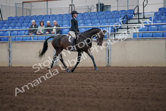 2019 Morgan Horse Show - Sept 01, 2019 - 03925