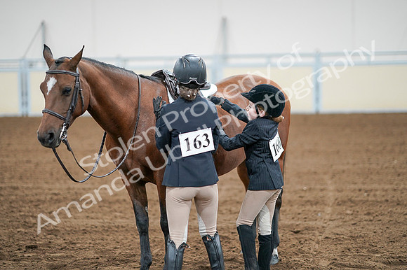 2020 - AB Morgan Horse - Fri, Sept 04 - 02091