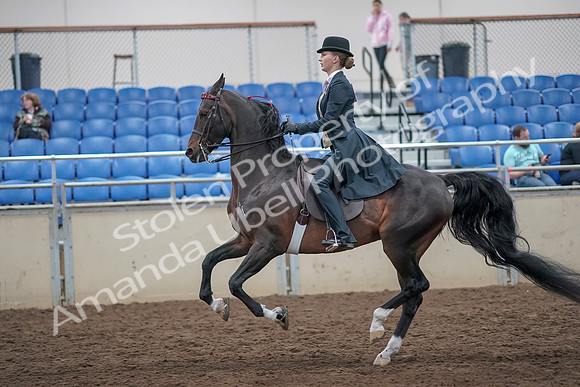 2019 Morgan Horse Show - Aug 31, 2019 - 08825