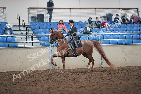 2019 Morgan Horse Show - Aug 31, 2019 - 12174