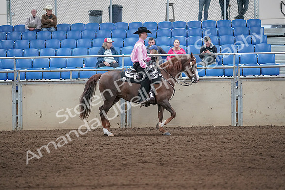 2019 Morgan Horse Show - Sept 01, 2019 - 07169