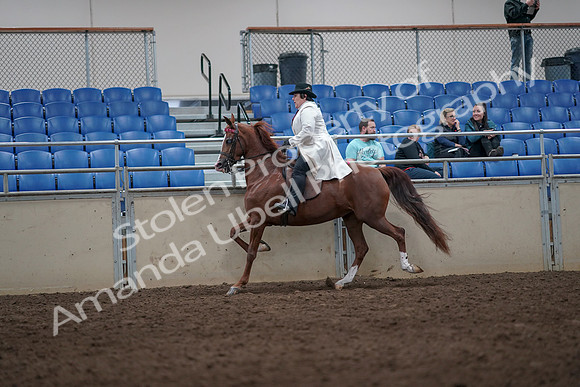 2019 Morgan Horse Show - Aug 31, 2019 - 08685