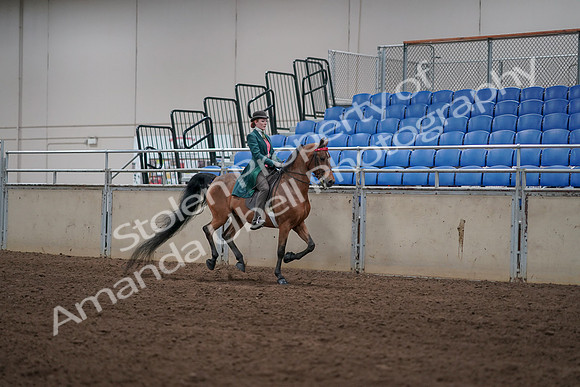 2019 Morgan Horse Show - Sept 01, 2019 - 13397