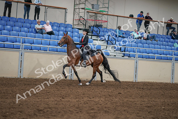 2020 - AB Morgan Horse - Sat, Sept 05 - 06729