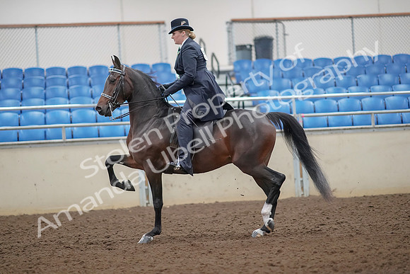 2019 Morgan Horse Show - Aug 30, 2019 - 24300