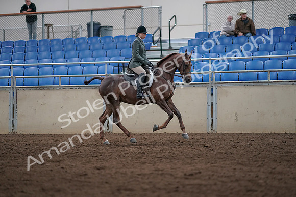 2019 Morgan Horse Show - Sept 01, 2019 - 08768