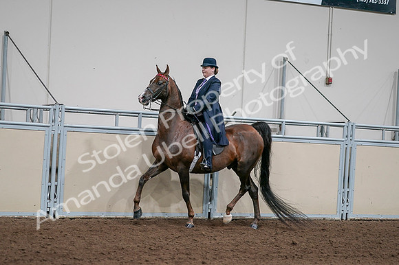2020 - AB Morgan Horse - Fri, Sept 04 - 07945