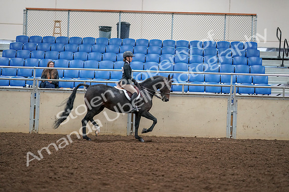 2019 Morgan Horse Show - Aug 30, 2019 - 12457
