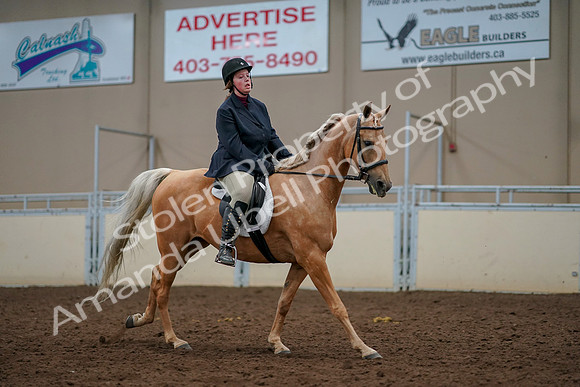 2019 Morgan Horse Show - Aug 30, 2019 - 22529