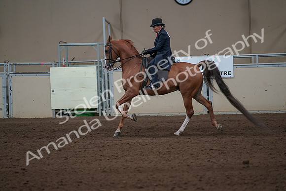 2019 Morgan Horse Show - Sept 01, 2019 - 11928