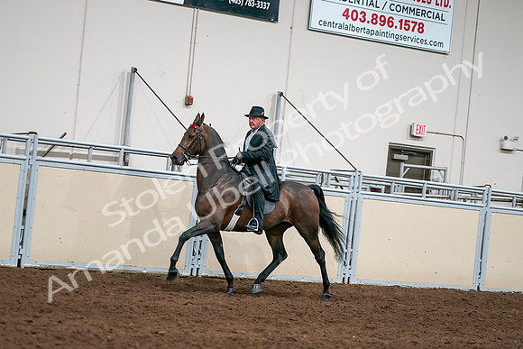 2020 - AB Morgan Horse - Sat, Sept 05 - 08118