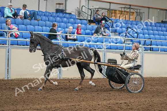 2020 - AB Morgan Horse - Sat, Sept 05 - 05843