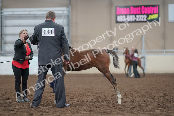 2019 Morgan Horse Show - Aug 31, 2019 - 00394