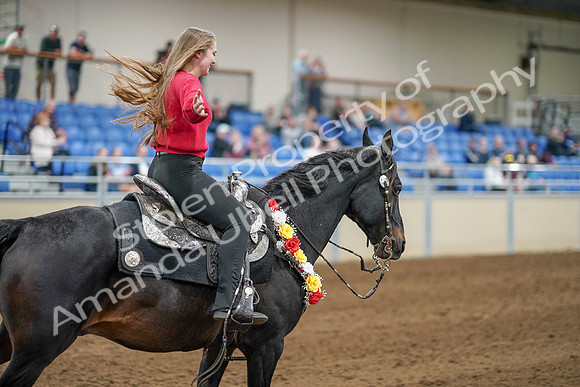 2020 - AB Morgan Horse - Sat, Sept 05 - 10577