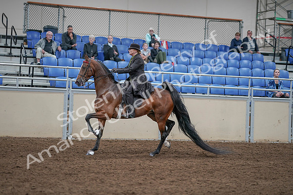 2020 - AB Morgan Horse - Fri, Sept 04 - 09546